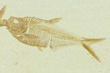 Diplomystus With Knightia Fossil Fish - Green River Formation #130220-2